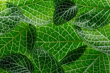 Wall Mural - fittonia green leaves close up in the detail