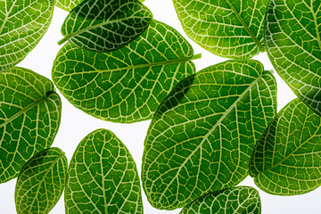 Canvas Print - fittonia green leaves close up in the detail