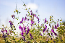 Purple Vetch Wildflowers Field Free Stock Photo - Public Domain Pictures
