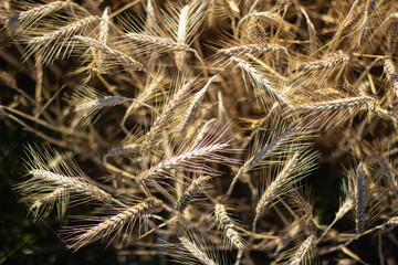 Wall Mural - Wheat field before harvest - background