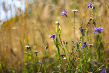 Poster - Cornflower on a field of cereals