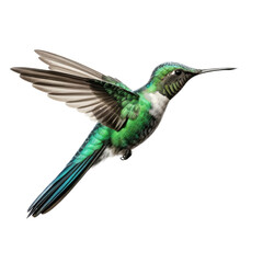 Wall Mural - an Emerald-chinned hummingbird (Abeillia abeillei) in-flight, wings spread, a side view in a Nature-themed, photorealistic illustration in a transparent PNG, cutout, and isolated. Generative AI