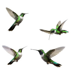 Wall Mural -  Emerald-chinned hummingbirds (Abeillia abeillei) in-flight, wings spread in a group view in a Nature-themed, photorealistic illustration in a transparent PNG, cutout, and isolated. Generative AI