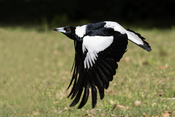 Wall Mural - Australian Magpie in flight