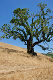 Fototapeta Sawanna - oak tree silhouette against clear blue sky and dry grass field