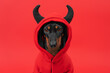 Cheeky teenage dog in bright sweatshirt with horn on red background. Image of puppy of tempter of harmful monster stubbornly boldly looks forward. Stylish fashionable clothes for children, pet Puberty