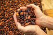 Theobroma cacao - Dried cocoa fruits in farmer hands