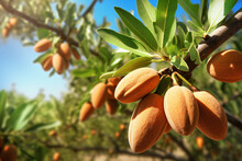 Ripe Almonds Nuts On Almond Tree Ready To Harvest