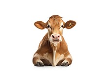 Cow Isolated On White Background