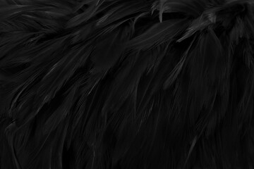 beautiful black grey bird feathers pattern texture background.