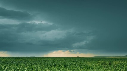 Wall Mural - Cloudy Rainy Sky. Dramatic Sky With Dark Clouds In Rain Day. Storm And Clouds Above Summer Maize Corn Field. Time Lapse, Timelapse, Time-lapse. Hyper lapse 4K. Agricultural And Weather Forecast