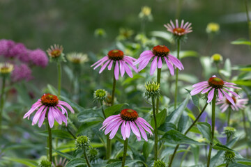 Wall Mural - Close up abstract texture background of purple coneflowers (echinacea purpurea) in bloom, with defocused background