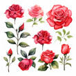 可愛らしい水彩のバラの花のアイコンセット