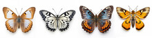 Animals Insects Butterfly Background Banner - Colorful Popular, Butterflies Collection Set, Isolated On White Background (Generative Ai)