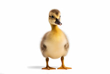 Portrait Of A Duck Cub On A White Background