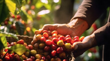 Ein Stolzer Bauer Hält Frisch Geerntete Kaffeebohnen Auf Einer Sonnenbeschienenen Plantage Mit Kaffeepflanzen Im Morgentau