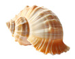 © EricG - Isolated bright spiral seashell conch for use as decoration element