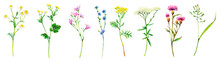 Realistic Set Of Meadow Wildflowers - Field Bell, Camomile, Chicory, Bluegrass, Yarrow, Cornflower, Buttercup And Tansy Hand-drawn. Watercolor Floral Natural Illustration Of Delicate Plants Isolated