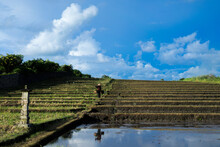 A Man Works In The Rice Fields Of Bali.