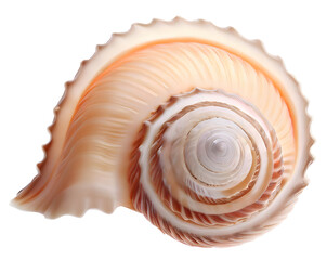 Isolated bright spiral seashell conch for use as decoration element