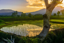 Beautiful Morning View Indonesia Panorama Landscape Paddy Fields