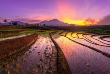 Beautiful Morning View Indonesia Panorama Landscape Paddy Fields
