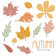 Wall Mural - Set of autumn leaves. Maple, oak, chestnut leaves. Hand drawn elements for autumn decorative design, halloween invitation, harvest or thanksgiving. Vector illustration