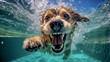 a freediver dog dives in clear water in summer. Generative AI