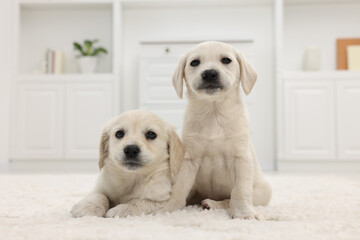 Sticker - Cute little puppies on white carpet at home