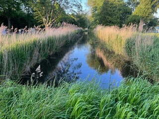 Poster - Picturesque view of canal between trees and grass