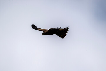 black kite on the hunt over the lake close-up
