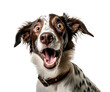 © Svetlana Rey - Funny dog muzzle on a transparent background