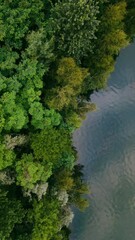 Wall Mural - Aerial drone top down view of lake among forest in summer day. Vertical video background, High quality 4k footage