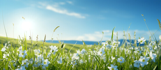 Wall Mural - Green field blue nature white summer meadow spring sunlight plant