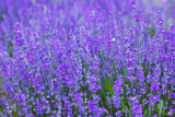 Fototapeta  - Flowers in the lavender fields in the Provence mountains.