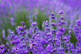 Fototapeta Kwiaty - Purple lavender field. beautiful blooming, french romance
