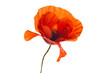 Red poppy flower isolated on a white background