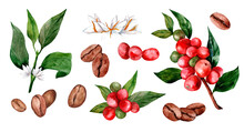 Set Of Red Arabica Coffee Beans On A Branch With Flowers Isolated, Watercolor Illustration On White Background