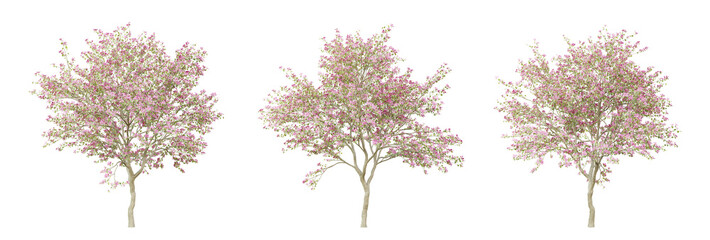 Bauhinia variegata tree on transparent background, png plant, 3d render illustration.