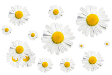 Seamless Pattern With Chamomile Flowers On White Background. Daisy Or Chamomile Background.