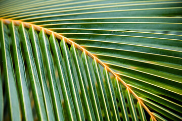 Canvas Print - lush green tropical vegetation background