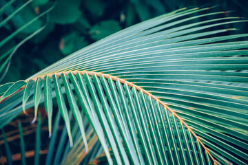 Canvas Print - lush green tropical vegetation background