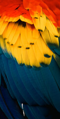 Wall Mural - close up of Scarlet macaw bird's feather