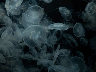 Wall Mural - Moon jelly fish (Aurelia aurita) on white background