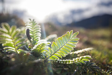 Sticker - Mountains meadow