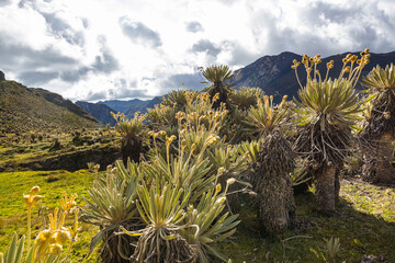 Poster - Plants in Colombia