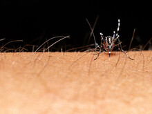 【昆虫】血を吸うヒトスジシマカ　蚊

