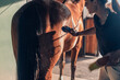 female jockey brushes horse in the stable