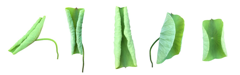 Wall Mural - Young waterlily or lotus leaf isolated on white background with clipping paths.