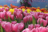Fototapeta Tulipany - Pictures of beautiful tulips in various colors.